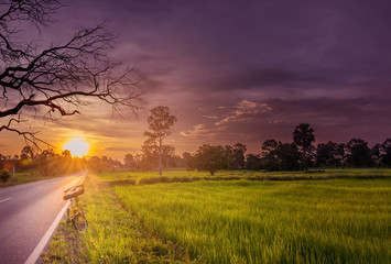 Abstract soft blurred semi silhouette of the sunset with the paddy rice field,dead tree,the...