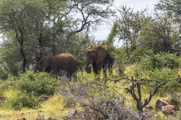 Elephants in the bush of Kruger Park, South Africa