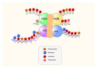 histone model with its tails and sites of acetylation and methylation