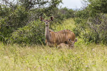 Naklejka na ściany i meble Antelope with child inside Kruger Park