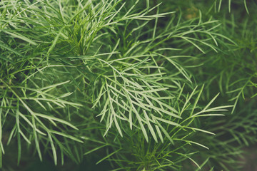 Closeup leaves of fennel, green background