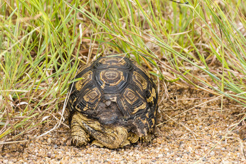 Turtle besides the street in Kruger Park