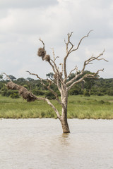Tree in a flooded area in Kruger Park, South Africa