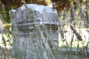 Fading flowers in front of tombstone