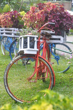 Old bicycle with flowers in the front basket,parked in the garden
