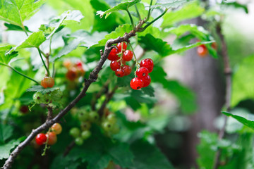 Red currant on a bush closeup, summer garden