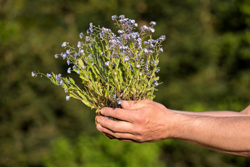 Fototapeta na wymiar Gardeners hands planting flowers in the garden 