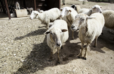 Sheep eating grass