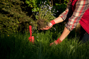 Fototapeta na wymiar Gardeners hands planting flowers in the garden 