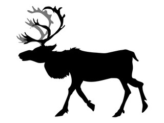 reindeer
