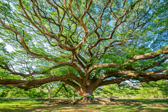 Fototapeta big tree