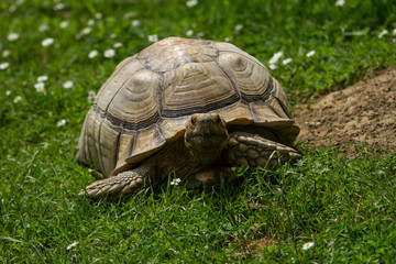 photo of a Spur-thighed Tortoise walking in the sunshine