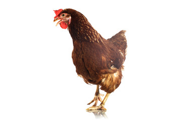 Brown hen on a white background