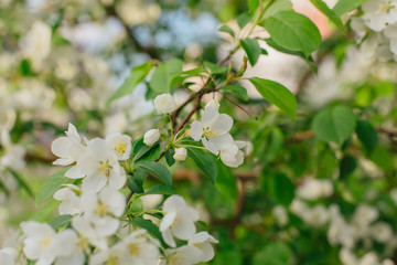 Fototapeta premium Blooming apple tree