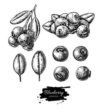 Blueberry Vector Drawing Set. Isolated Hand Drawn Berry, Heap, B