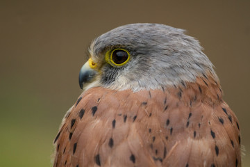 photo portrait of a Kestrel
