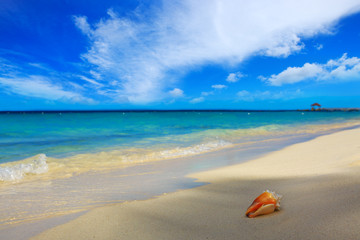 Fototapeta na wymiar Sea shell on Caribbean beach.