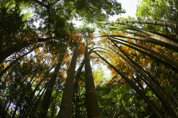 Fototapeta premium Autumn forest tree view from low angle