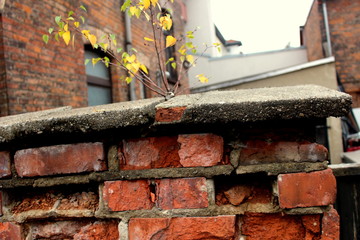 Ahornpflanze auf Steinmauer