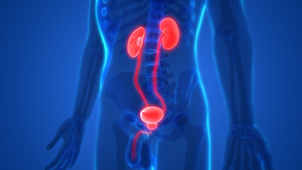 Human Body Organs Anatomy (Kidneys with Urinary Bladder)