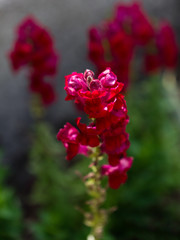 Flower cultivated in a garden
