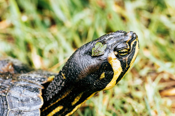 Tartaruga d'acqua dolce -(Trachemys scripta scripta)
