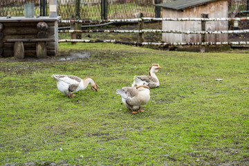 Fatty large adult geese on green grass in the village
