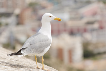 Seagull in the castle of Santa Barbara