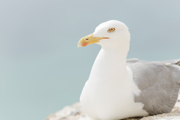 Close-ups of a Seagull