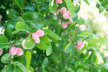 selective focus of red Karanda or Carissa fruit - herbs plant