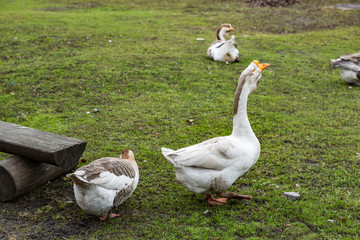Fatty large adult geese on green grass in the village
