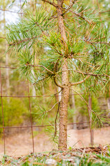 Small pine tree closeup in autumn with wire mesh fence