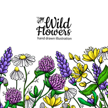 Wild flowers vector drawing set. Isolated meadow plants and leaves. Herbal artistic