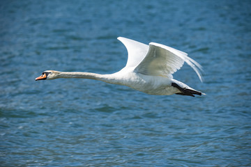 Cigno in volo