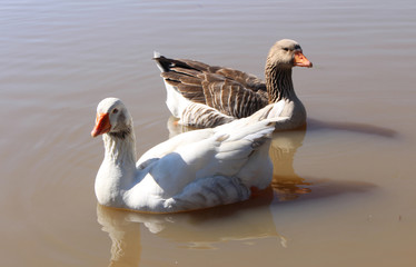 Geese on the lake