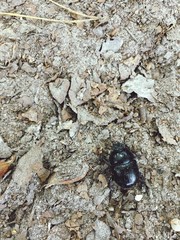 dung beetle