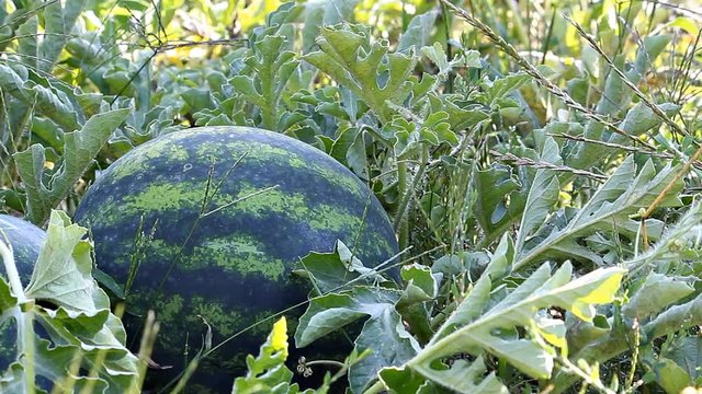 Watermelon ripens in the garden