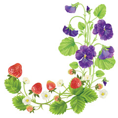 beautiful heartsease . vector illustration of a realistic