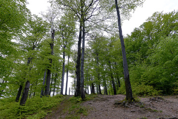 Forest in Polyanitsky regional landscape park