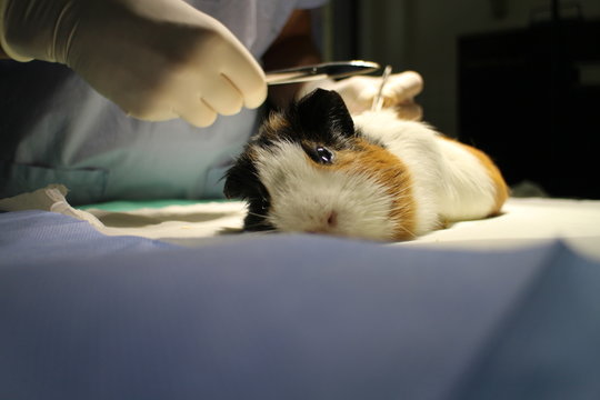 Veterinary surgery of suspect dermoid cyst by guinea pig