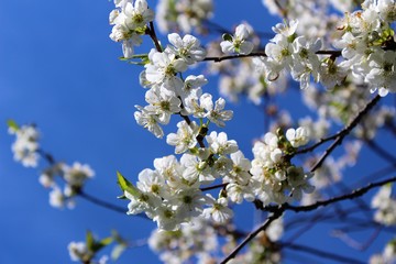 Branch with blossoming cherry flowers in spring