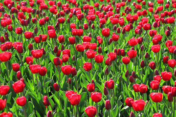 Fototapeta na wymiar Field of red blooming tulips.