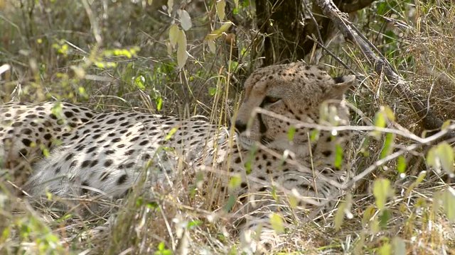 cheetah resting in camouflaged tree in Masai Mara Kenya