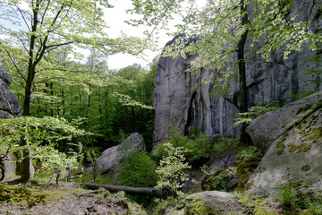 Forest in Polyanitsky regional landscape park