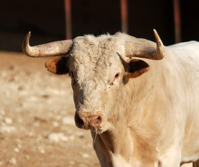 bull