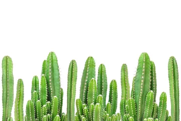 Abwaschbare Fototapete Kaktus auf isoliertem Hintergrund © giftography