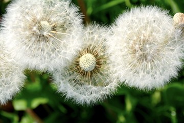 Gru&szlig;karte - Pusteblumen - L&ouml;wenzahn 