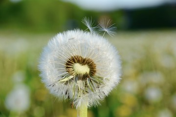 Grußkarte - Pusteblumen - Löwenzahn 