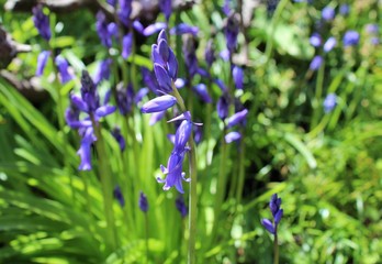 Blueish bell flowers bloom in late spring