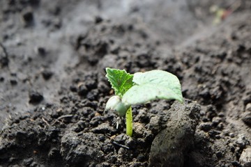Young plant growing in the ground